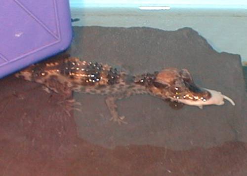 caiman