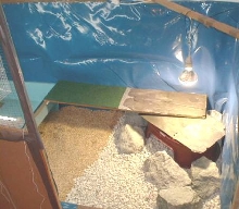 caiman room