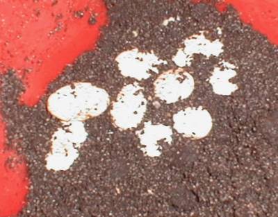 dragon eggs