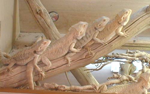 dragons