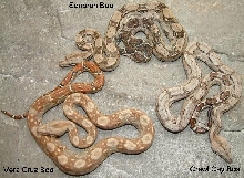 dwarf boas