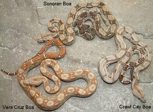 dwarf boas