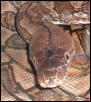 dwarf retic