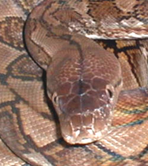 dwarf retic