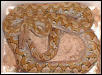 retic