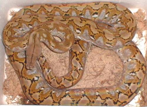 retic