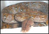 dwarf retic