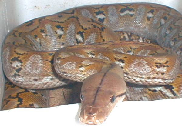 dwarf retic