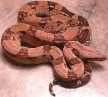 pastel