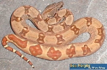 salmon hypo