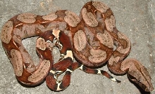 guyanan red tail