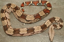 guyanan