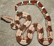 guyanan red tail