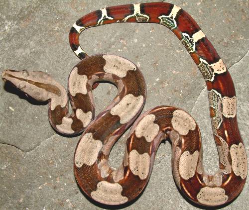 guyanan red tail