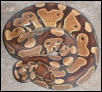 100% het albino ball python