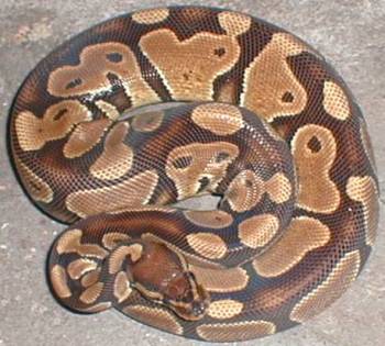 100% het albino ball python