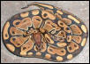 66% het albino ball python
