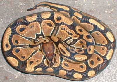 66% het albino ball python