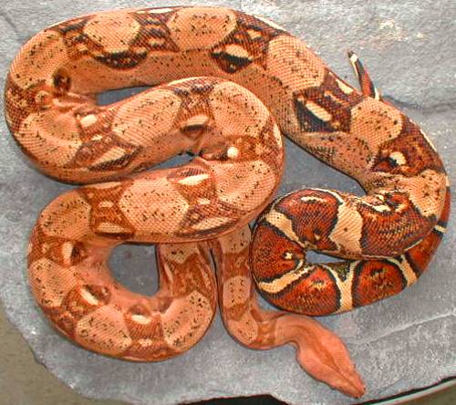 het coral albino