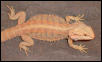 hypo red x tiger stripe