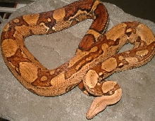 jungle boa