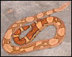 jungle boa