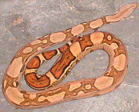 jungle boa