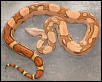 jungle boa