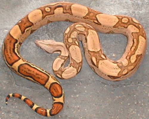 jungle boa