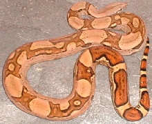 jungle boa