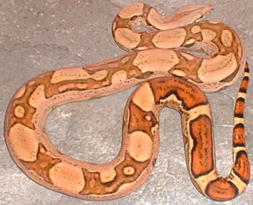 jungle boa