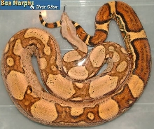 jungle boa