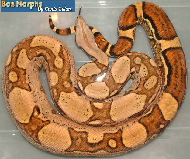 jungle boa