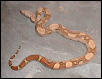 JUNGLE BOA