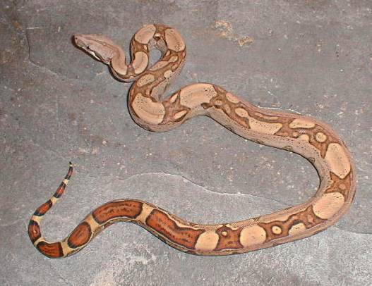 JUNGLE BOA