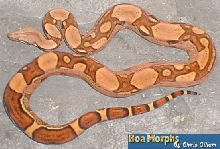 jungle boa