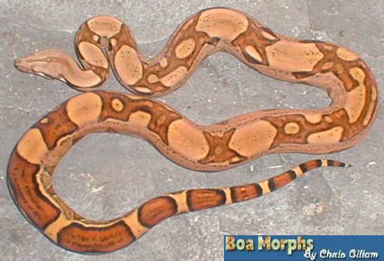 jungle boa