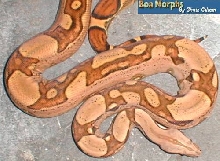jungle boa