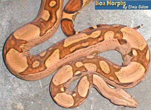 jungle boa