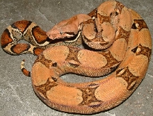 kubsch pastel
