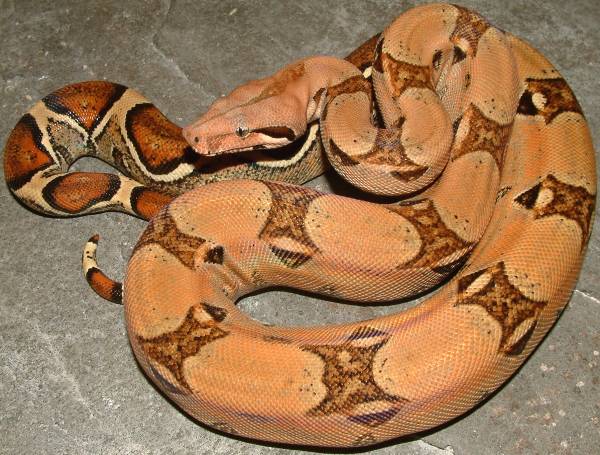 kubsch pastel