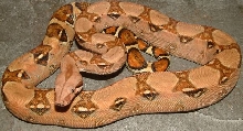 kubsch pastel