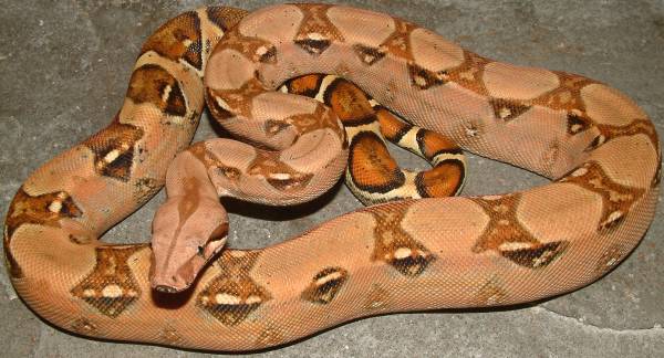 kubsch pastel