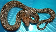leopard boa