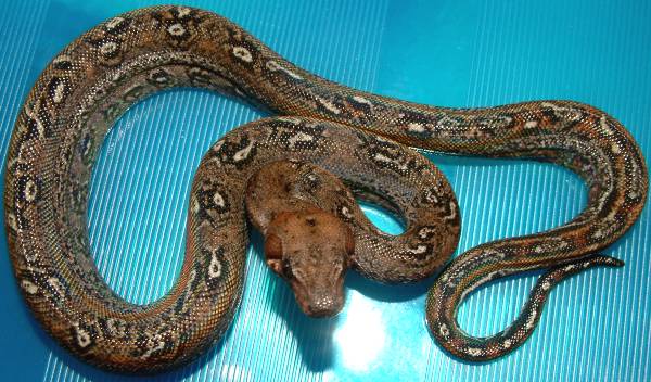 leopard boa