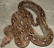 leopard boa