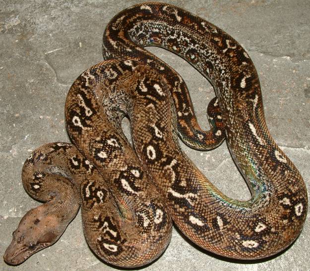 leopard boa