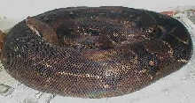 melanistic boa