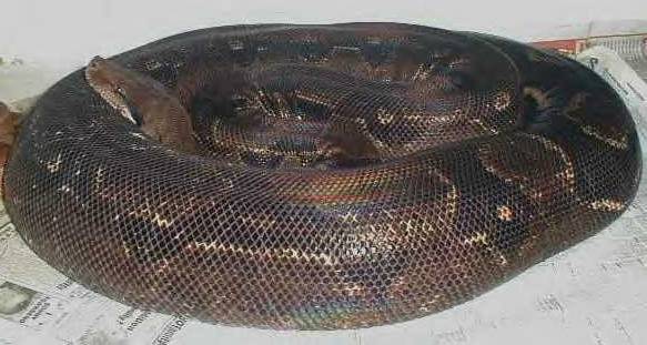 melanistic boa