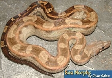motley boa
